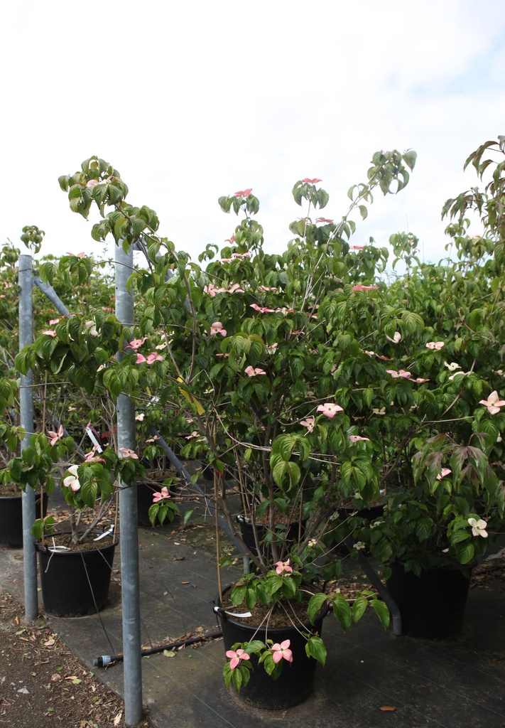 [P] Cornus kousa 'Satomi' cont. 70L 200-250 cm +p