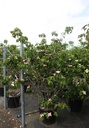 Cornus kousa 'Satomi' cont. 70L 200-250 cm +ф