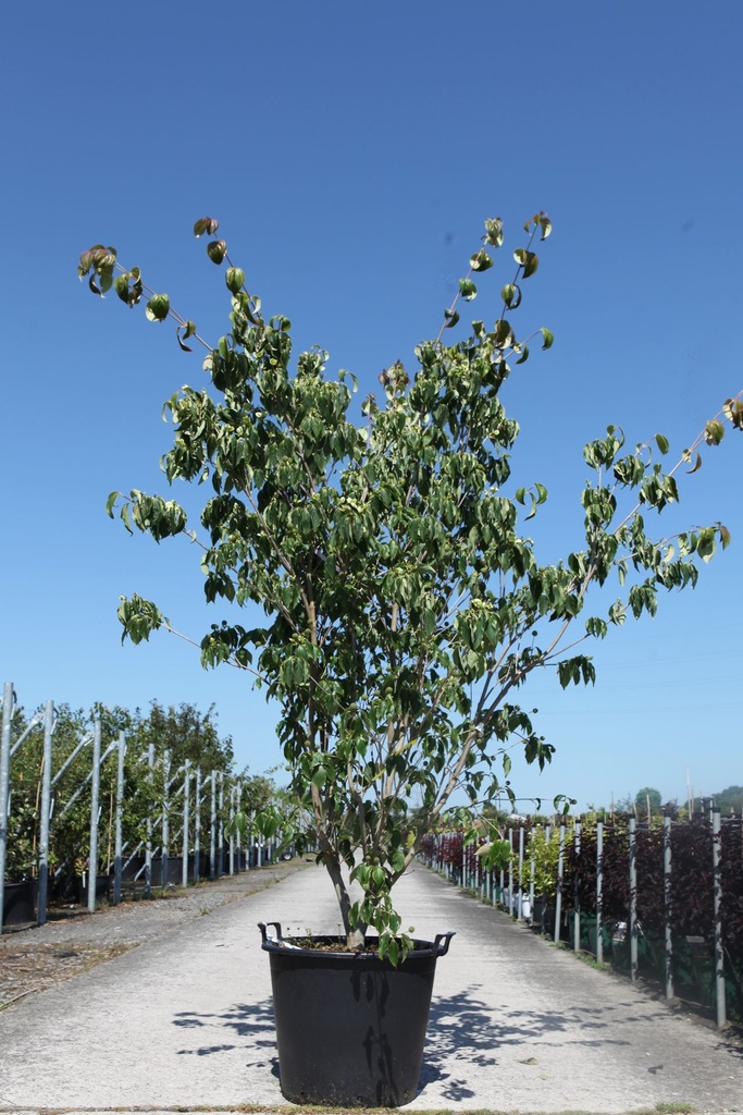 Cornus kousa 'Teutonia' cont. 70L 250/+ cm