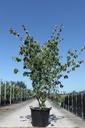 Cornus kousa 'Teutonia' cont. 70L 250/+ cm