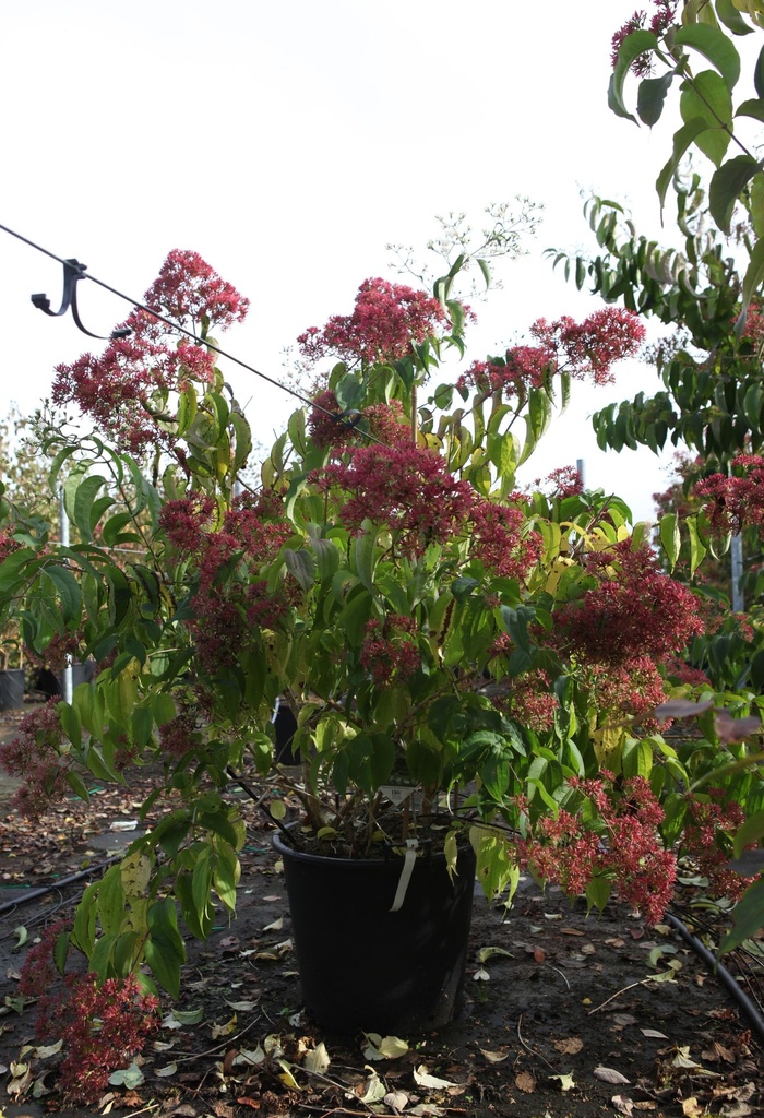 [P] Heptacodium miconioides Proven Winners® TEMPLE OF BLOOM (PBR) cont. 70L 150-175 cm multi-stem
