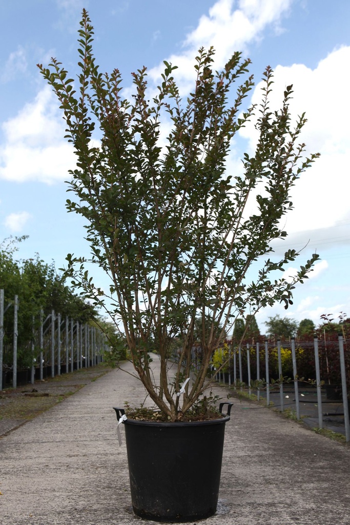 [P] Lagerstroemia indica VIOLET D'ÉTÉ (PBR) cont. 70L 150-175 cm