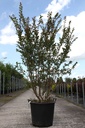 Lagerstroemia indica VIOLET D'ÉTÉ (PBR) cont. 70L 150-175 cm
