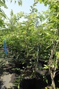 Prunus 'Accolade' cont. 90L 250/+ cm multi-stem