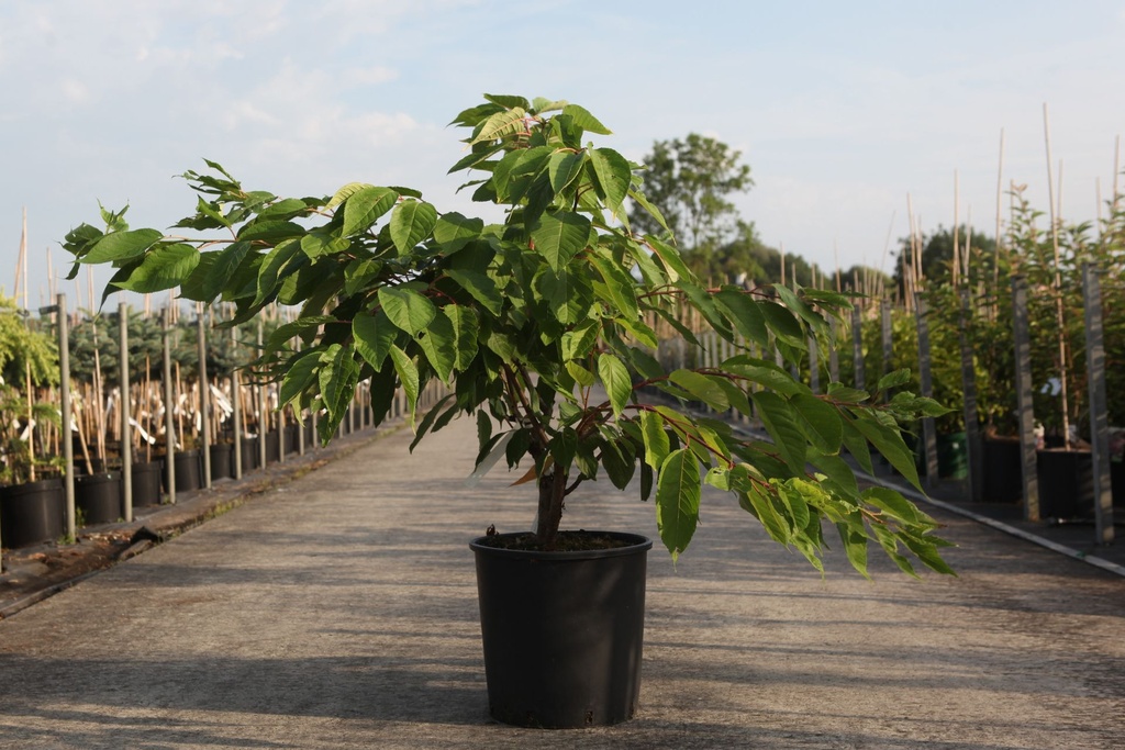 [P] Prunus serrulata 'Shirofugen' cont. 18L 125/+ cm