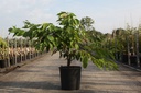 Prunus serrulata 'Shirofugen' cont. 18L 125/+ cm
