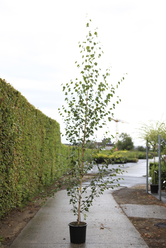 [P] Betula utilis 'Doorenbos' cont. 25L hoogstam 6-8