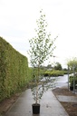 Betula utilis 'Doorenbos' cont. 25L штамб 6-8