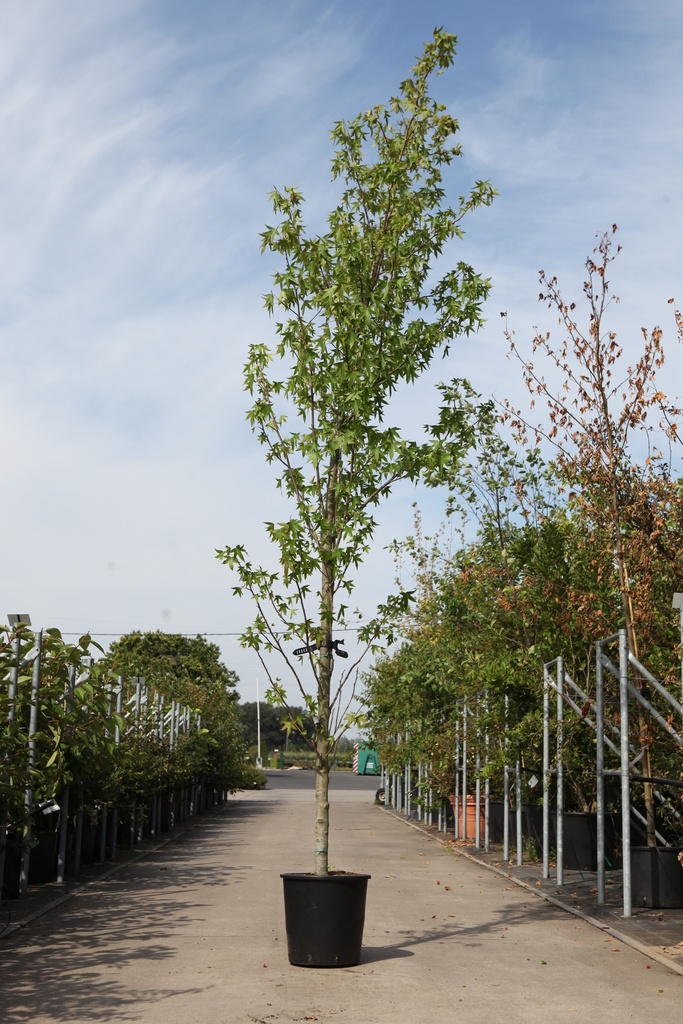 [P] Liquidambar styraciflua 'Worplesdon' cont. 25L 250/+ cm feathered +ф