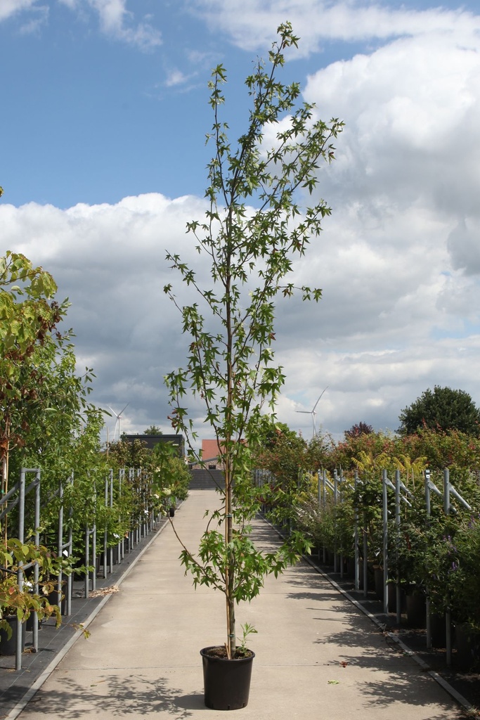 Liquidambar styraciflua 'Worplesdon' cont. 25L 250/+ cm feathered +p