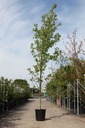 Liquidambar styraciflua 'Worplesdon' cont. 25L 250/+ cm feathered +ф