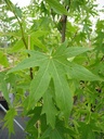 Liquidambar styraciflua 'Worplesdon' cont. 25L 250/+ cm feathered +ф