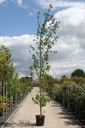 Liquidambar styraciflua 'Worplesdon' cont. 25L 250/+ cm feathered +p