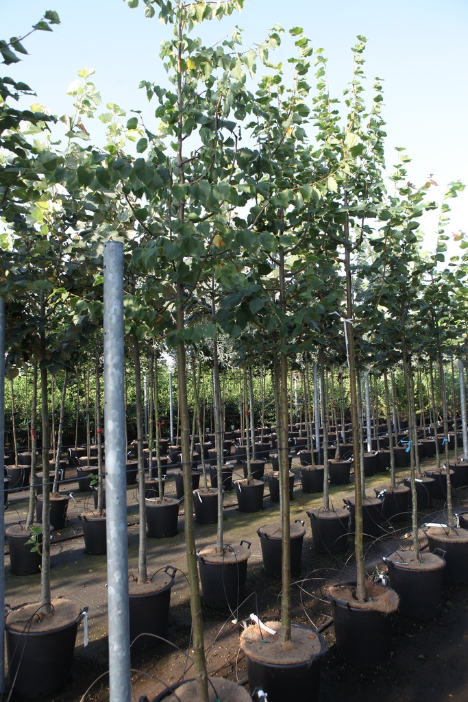 [P] Tilia cordata 'Greenspire' cont. 35L standard 8-10