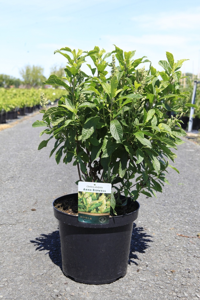 [P] Clethra alnifolia 'Anne Bidwell' Kont. 10L 60-80 cm +B