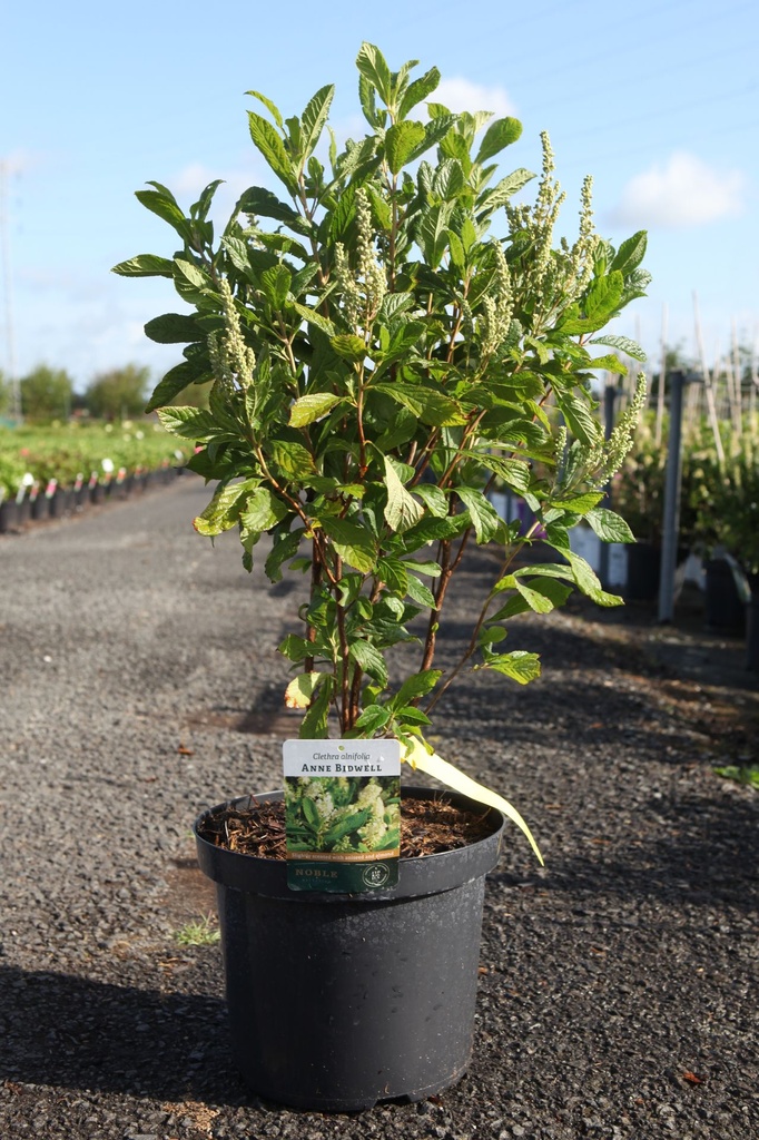 Clethra alnifolia 'Anne Bidwell' cont. 10L 60-80 cm +ф