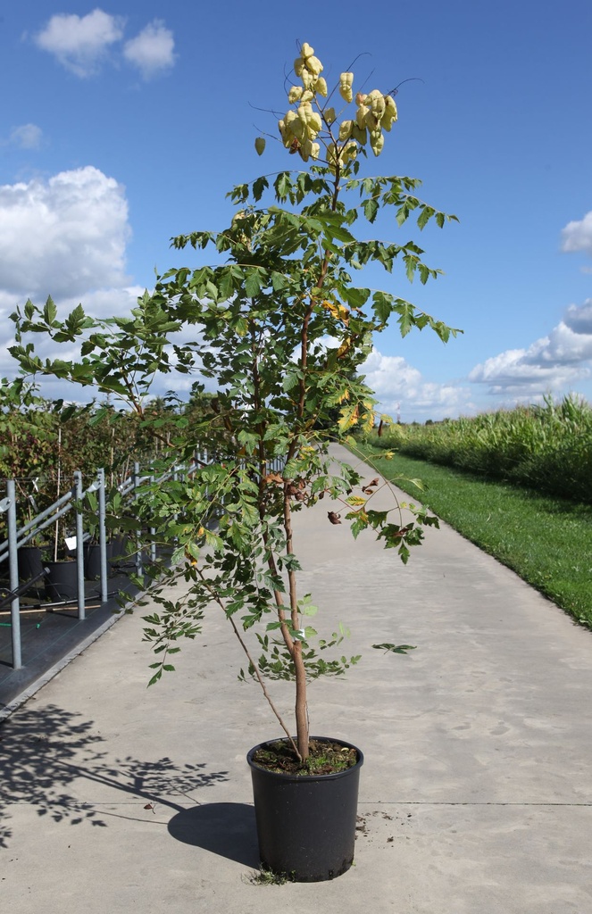 [P] Koelreuteria paniculata cont. 18L 100-125 cm +ф