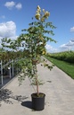 Koelreuteria paniculata cont. 18L 100-125 cm +ф