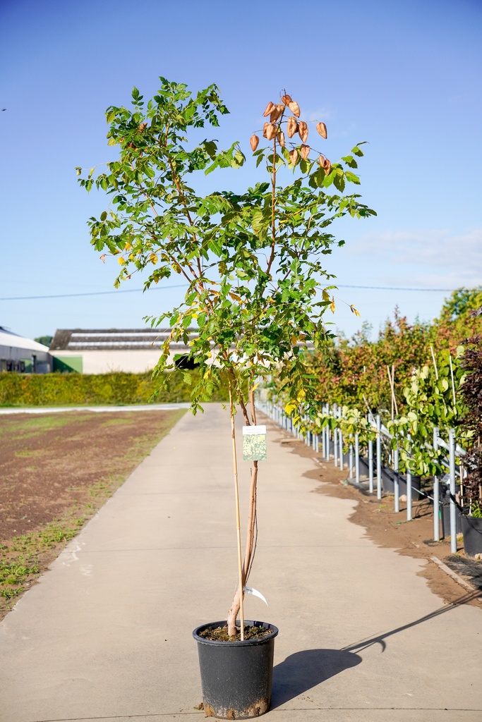 [P] Koelreuteria paniculata cont. 25L 125-150 cm multi-stem
