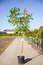 Koelreuteria paniculata cont. 25L 125-150 cm multistam