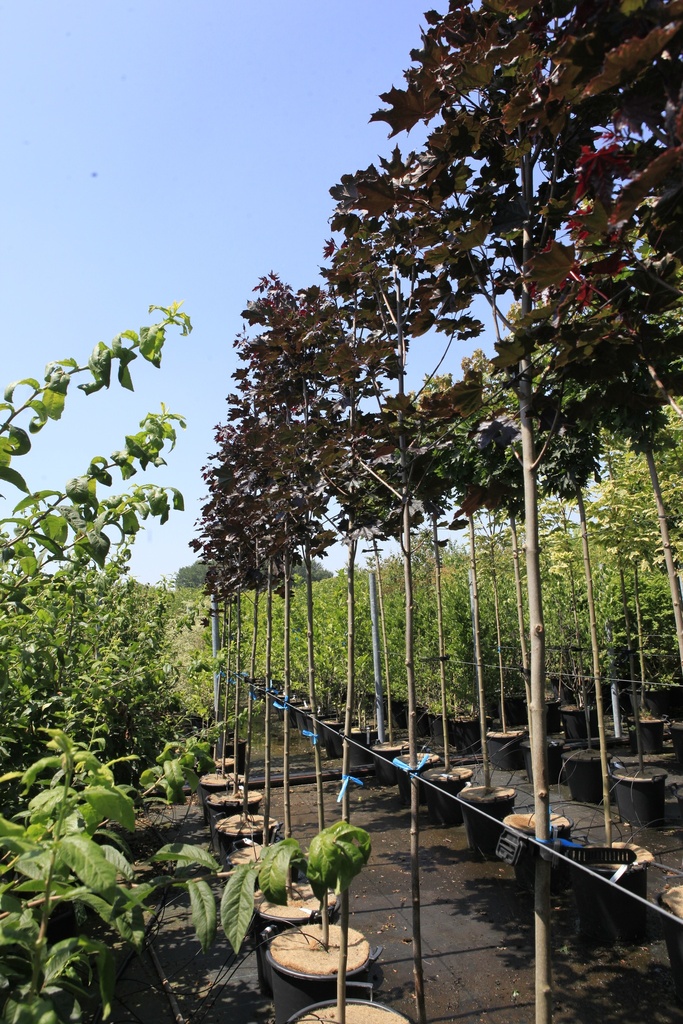 [P] Acer platanoides 'Royal Red' cont. 35L Stamm 8-10