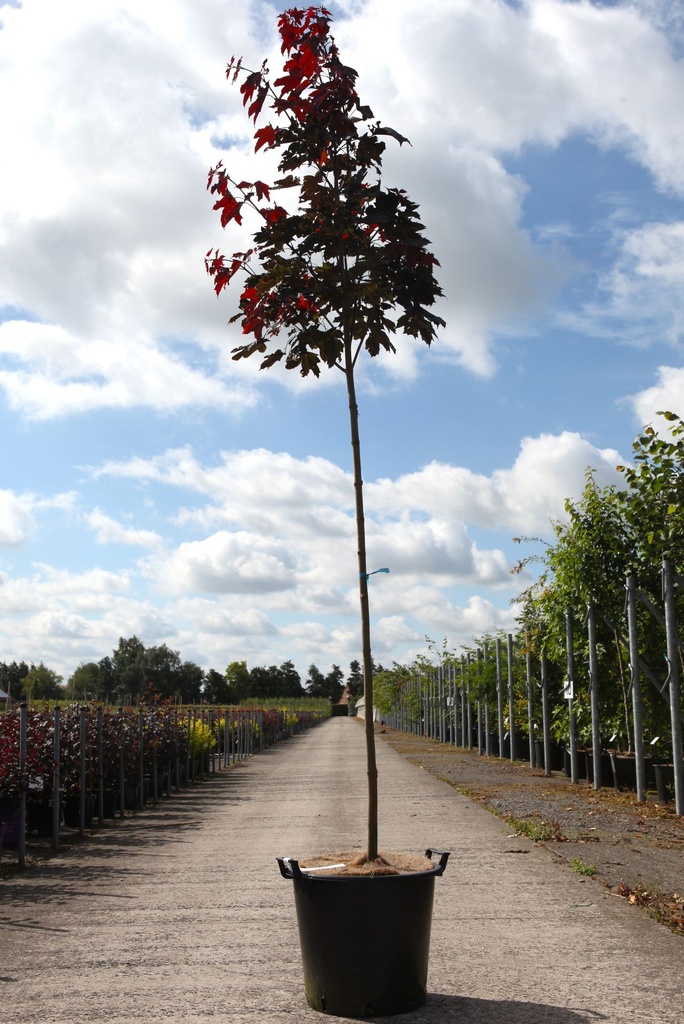 [P] Acer platanoides 'Royal Red' cont. 35L standard 8-10