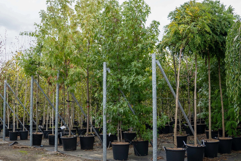 [P] Liquidambar styraciflua 'Worplesdon' cont. 35L штамб 8-10