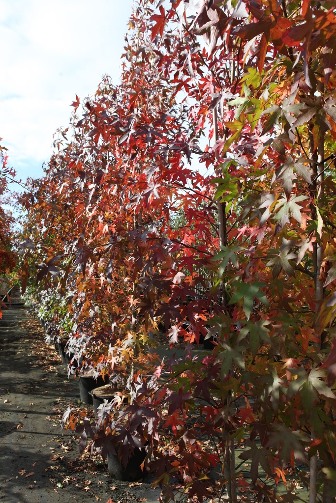 [P] Liquidambar styraciflua 'Worplesdon' cont. 35L standard 8-10