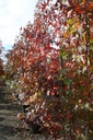 Liquidambar styraciflua 'Worplesdon' cont. 35L hoogstam 8-10