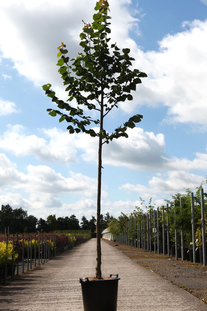 [P] Tilia cordata 'Böhlje' cont. 35L standard 10-12