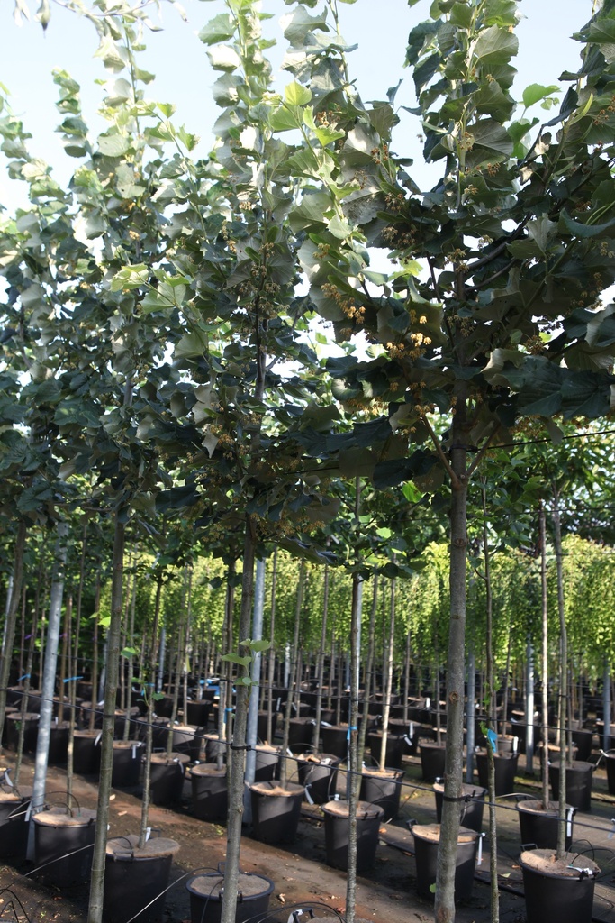 Tilia tomentosa 'Brabant' cont. 35L hoogstam 10-12