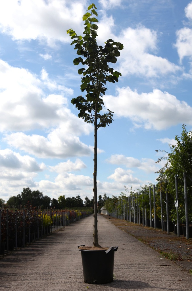 [P] Tilia tomentosa 'Brabant' cont. 35L standard 10-12