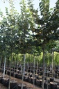 Tilia tomentosa 'Brabant' cont. 35L штамб 10-12
