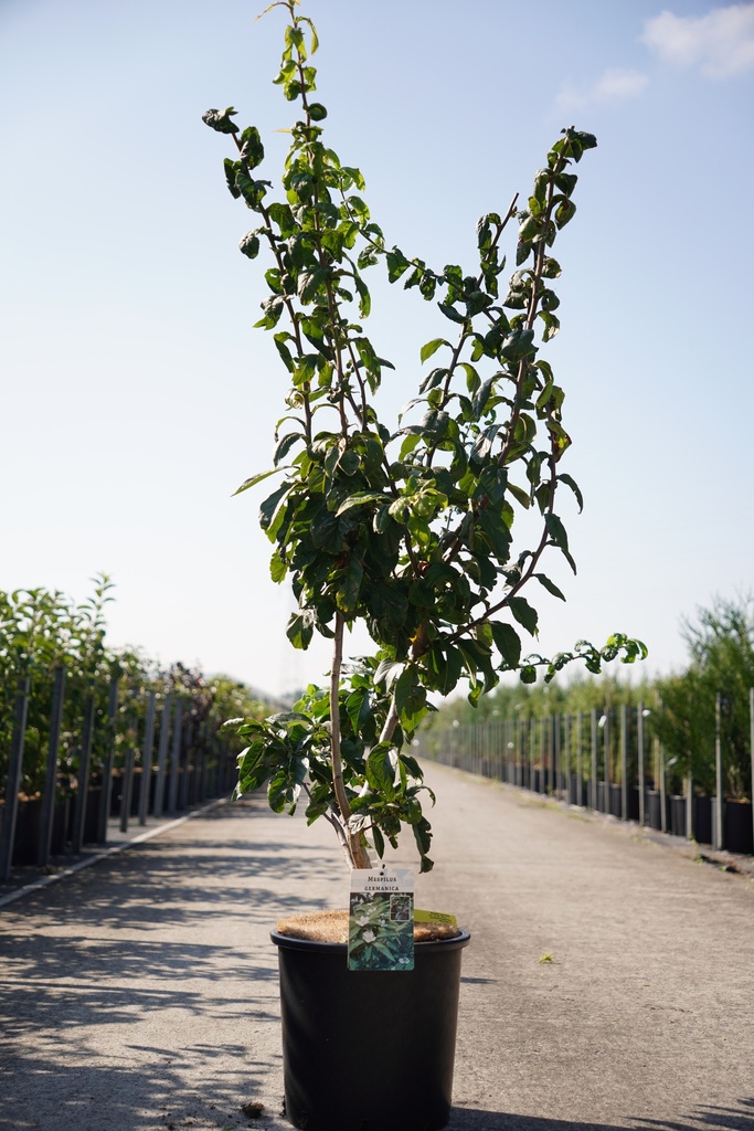 Mespilus germanica cont. 15L 100-125 cm +f