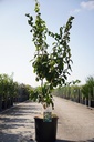 Mespilus germanica cont. 15L 100-125 cm +f