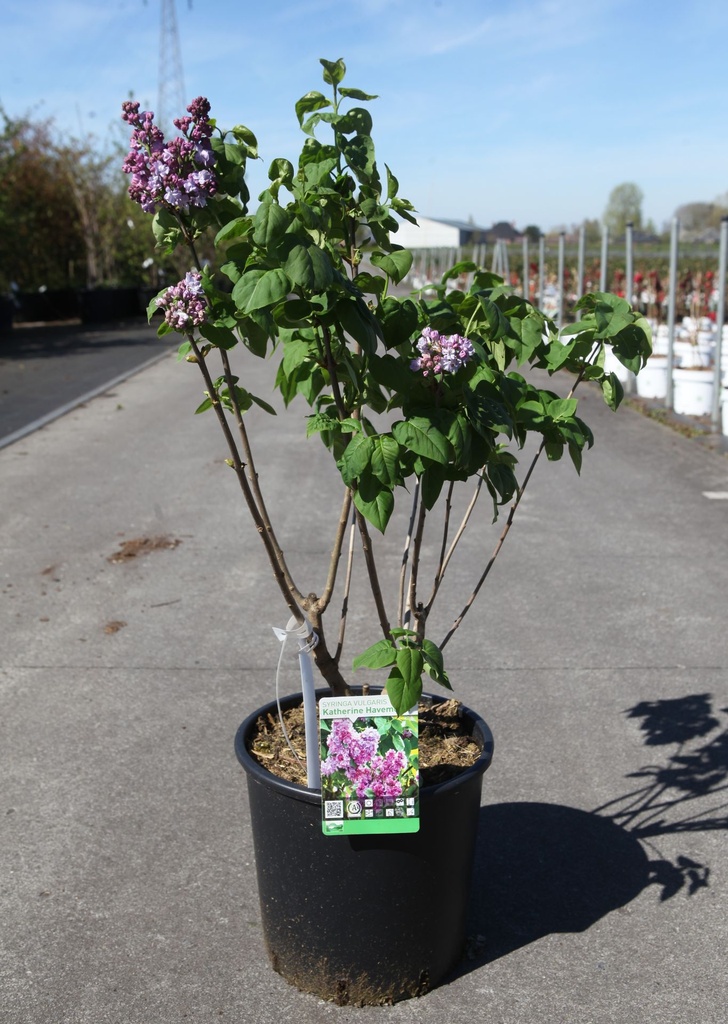 Syringa vulgaris 'Katherine Havemeyer' cont. 12L 5-8 branches +ф