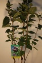 Syringa vulgaris 'Katherine Havemeyer' cont. 12L 5-8 Triebe +B