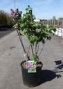 Syringa vulgaris 'Katherine Havemeyer' cont. 12L 5-8 branches +ф