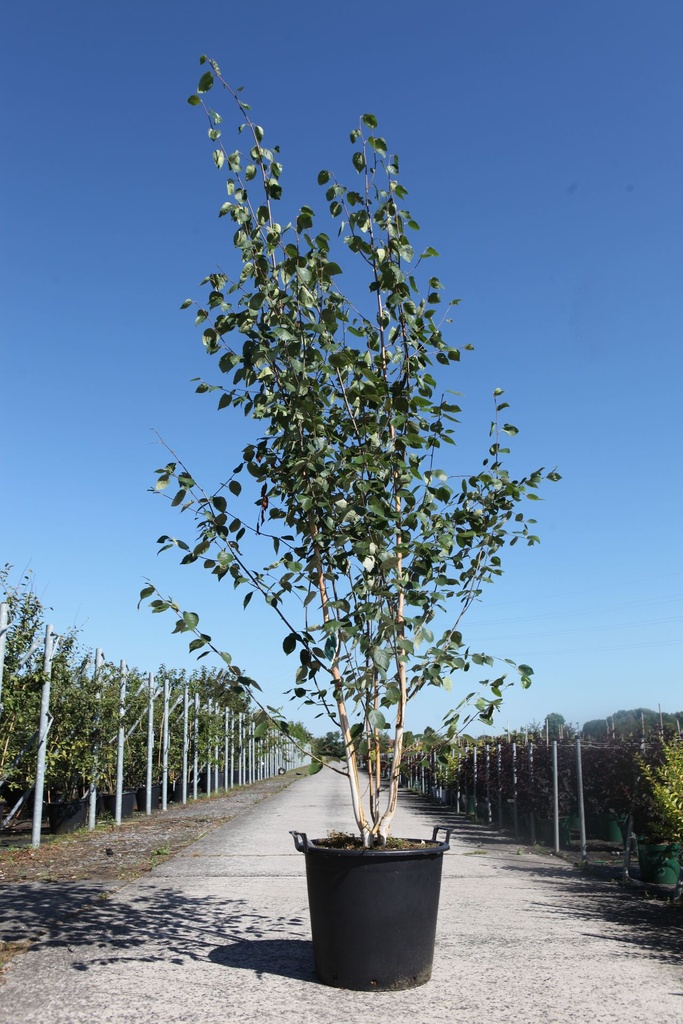 [P] Betula utilis 'Doorenbos' cont. 70L 300-350 cm multi-stem