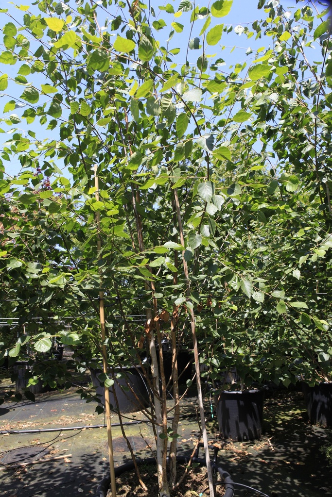 [P] Betula utilis 'Doorenbos' cont. 70L 300-350 cm multi-stem