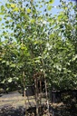 Betula utilis 'Doorenbos' cont. 70L 300-350 cm multistam