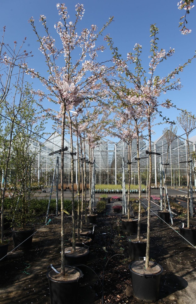 [P] Prunus yedoensis cont. 35L standard 10-12