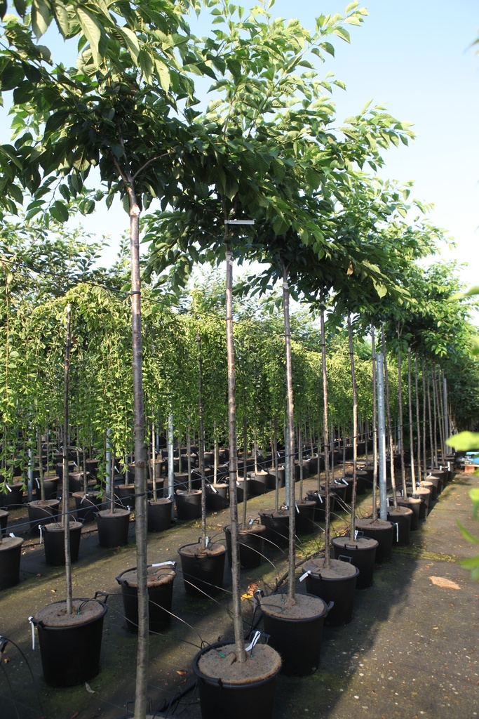 [P] Prunus yedoensis cont. 35L standard 10-12