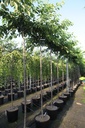 Prunus yedoensis cont. 35L standard 10-12
