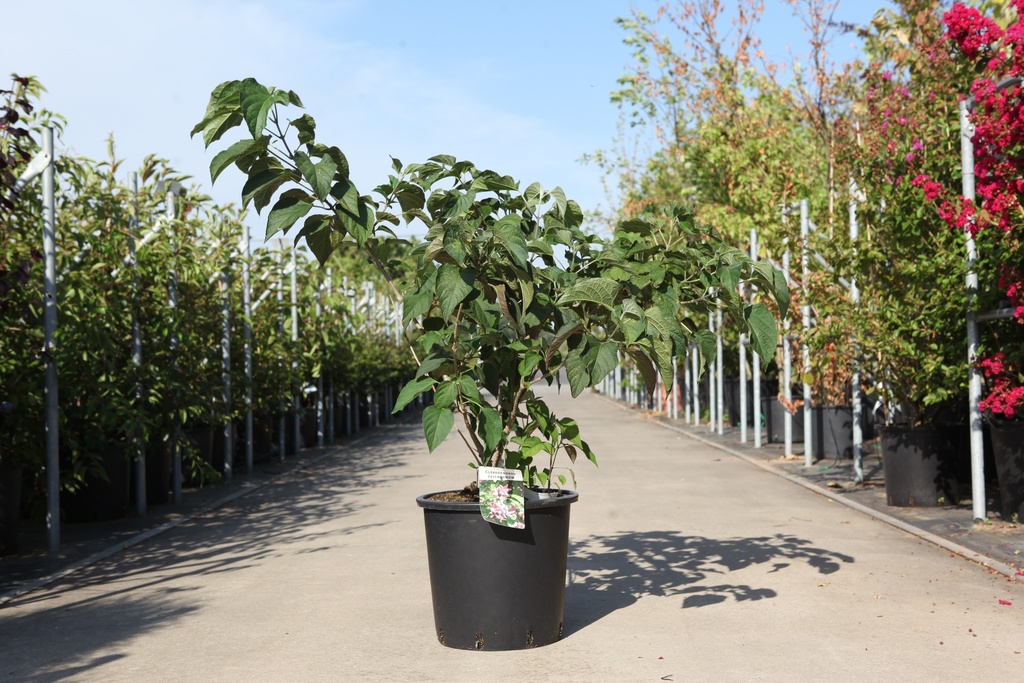 Clerodendrum trichotomum cont. 25L 150/+ cm +ф