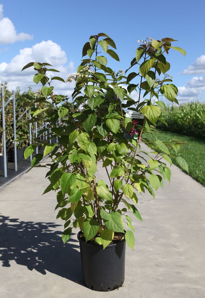Clerodendrum trichotomum cont. 25L 150/+ cm +B