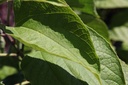Clerodendrum trichotomum cont. 25L 150/+ cm +ф