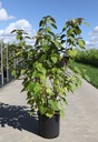 Clerodendrum trichotomum cont. 25L 150/+ cm +p