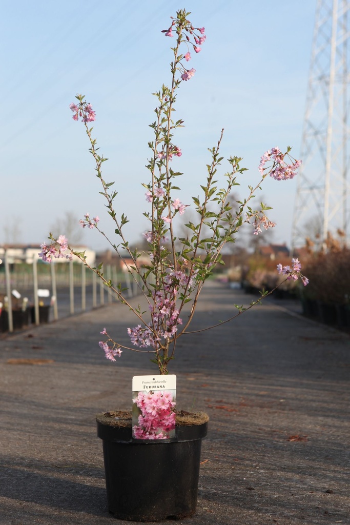[P] Prunus subhirtella 'Fukubana' cont. 7,5L 60-80 cm +B