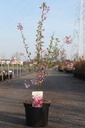 Prunus subhirtella 'Fukubana' cont. 7,5L 60-80 cm +f